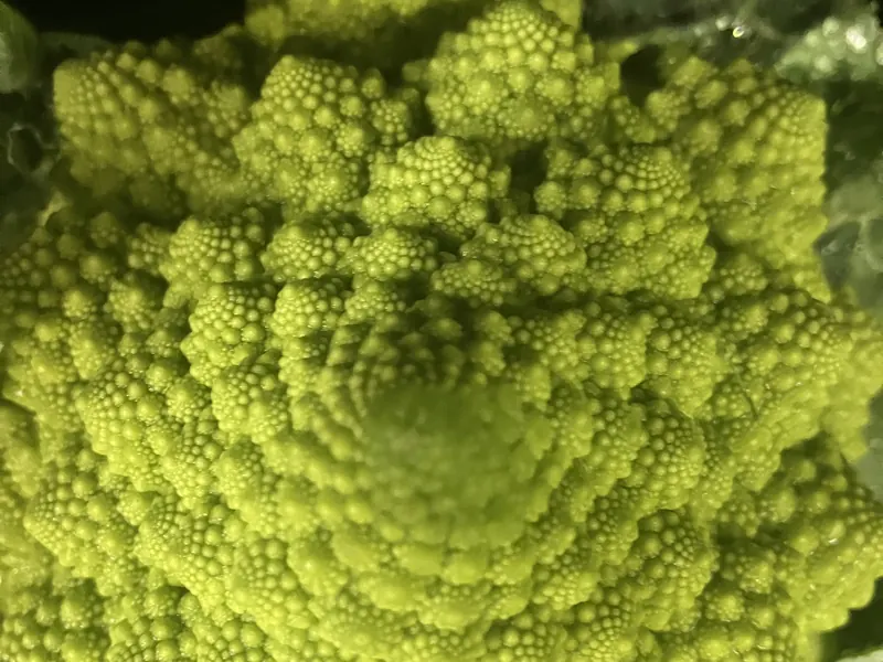 Close-up of a green romanesco cauliflower